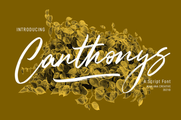 Canthonys Font: A Polished Script for Branding That Stands Out